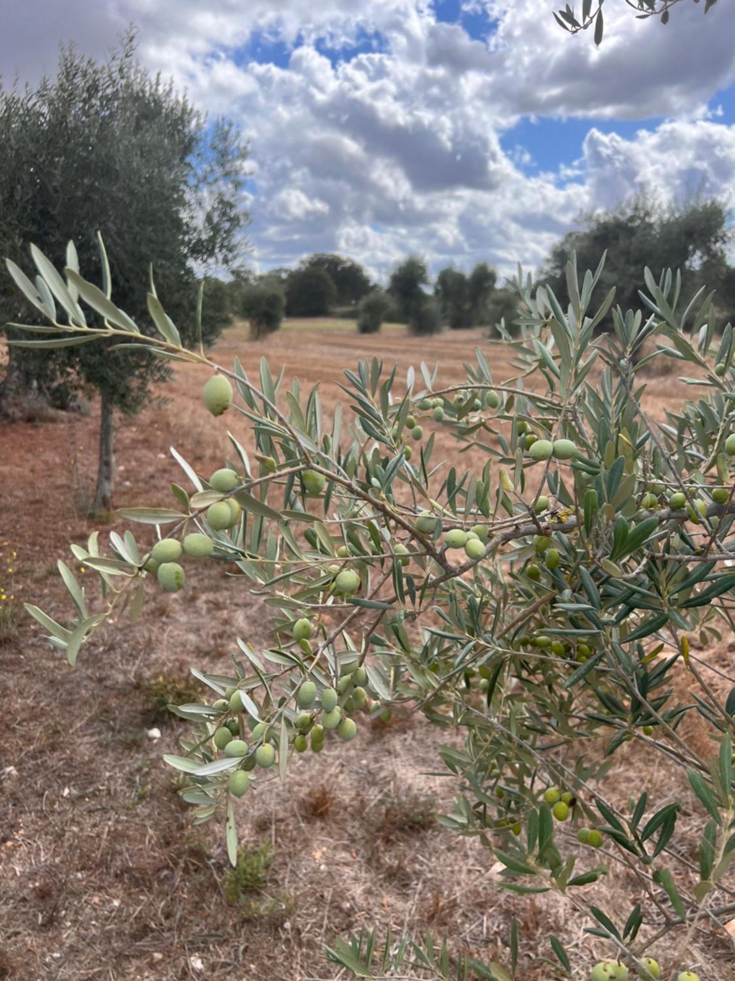 Masseria Battaglini Мартіна-Франка Екстер'єр фото